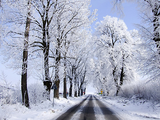 포토 JPG 해외이미지 나무 도로 겨울 거리 풍경 사람없음 얼음 침묵 흰색 나뭇가지 숲 서리 해외202004 해외포토 자연요소 식물 계절 길 컬러 교통시설 소리 파일형식 이미지허브
