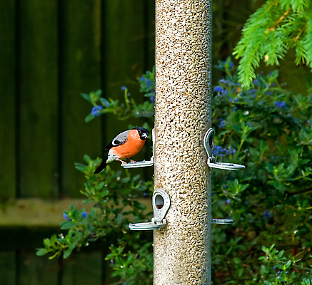 포토 JPG 해외이미지 남자 야생동물 분홍색 자연 조류 잉글랜드 성인 사람없음 여름 검은색 회색 흰색 6월 서식스 해외202004 해외포토 동물 계절 컬러 영국 사람 날짜 생태계 파일형식 이미지허브