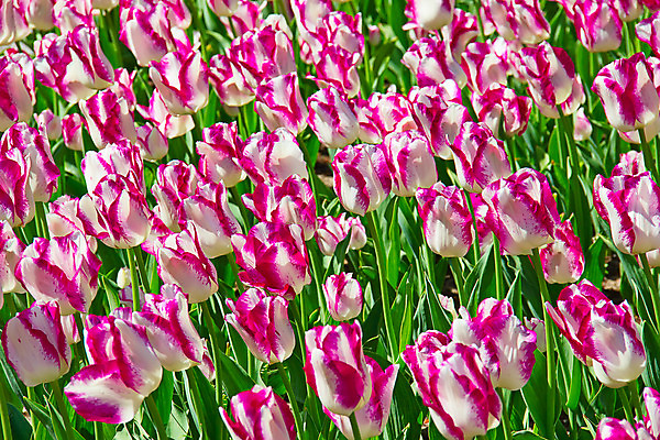 포토 JPG 해외이미지 식물 계절 공원 꽃잎 꽃 유럽 줄기 분홍색 꽃다발 백그라운드 잎 꽃무늬 밭 농업 전구 자연 사람없음 빨간색 초록색 물 여름 컬러풀 노란색 정원 보라색 봄 활발 튤립 벚꽃 시골 신선 이슬 5월 꽃집 네덜란드 원예 줄서기 해외202004 해외포토 자연요소 공공시설 나라 산업 컬러 컨셉 무늬 모션 취미 상점 날짜 생태계 파일형식 이미지허브