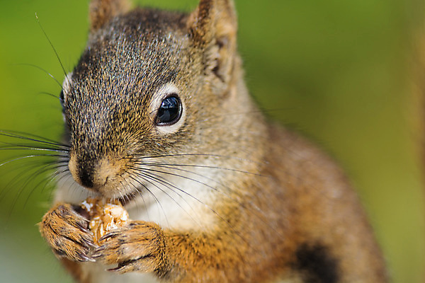 포토 JPG 해외이미지 동물 자연 사람없음 야외 가로 컬러풀 사진촬영 닫기 먹기 다람쥐 해외202004 해외포토 컬러 모션 촬영 설치류 생태계 파일형식 이미지허브