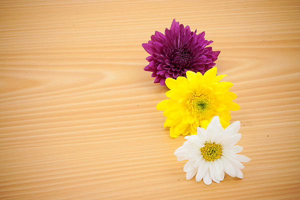 포토 JPG 해외이미지 식물 계절 꽃잎 꽃 줄기 꽃다발 결혼 백그라운드 잎 꽃무늬 자연 발렌타인데이 선물 사랑 사람없음 목재 장식 컬러풀 노란색 정원 봄 벚꽃 흰색 축하 신선 달콤 배열 제비꽃 카네이션 질감 데이지 거베라 내추럴 장례 해외202004 해외포토 나무 감정 컬러 컨셉 무늬 재료 데이이벤트 이벤트 맛 생태계 파일형식 이미지허브