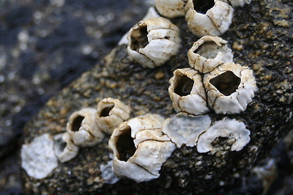 포토 JPG 해외이미지 바다 자연 생물 사람없음 물 친구 회색 잡기 가장자리 소금 도토리 주인 내추럴 해외202004 해외포토 자연요소 컬러 관계 모션 견과류 둘레 생태계 파일형식 이미지허브