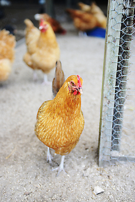 포토 JPG 해외이미지 동물 행복 장난 조류 사람없음 야외 농장 걷기 치킨 가축 깃털 유기농 암탉 해외202004 해외포토 웰빙 감정 농업 모션 닭 암컷 닭고기요리 파일형식 이미지허브