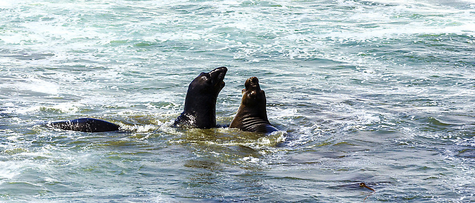 포토 JPG 해외이미지 동물 남자 파도 바다 포유류 성인 사람없음 미국 침묵 거품 모임 코트 잠 뜨거움 입 보호 사자 큼 싸움 캘리포니아 지느러미 태평양 분무기 단상 기어가기 거짓말 해외202004 해외포토 컨셉 북아메리카 모션 사람 신체부위 소리 외투 크기 파일형식 이미지허브