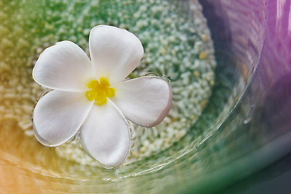 포토 JPG 해외이미지 꽃 유리 사람없음 물 여름 노란색 스파 봄 조약돌 흰색 신선 사발 싱글 해외202004 해외포토 자연요소 식물 계절 컬러 재질 돌_바위 사기그릇 파일형식 이미지허브