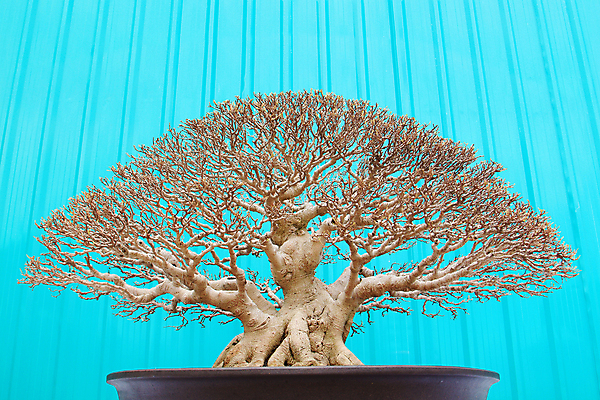 포토 JPG 해외이미지 나무 식물 아시아 잎 자연 사람없음 야외 파란색 정원 일본 나뭇가지 냄비 분재 해외202004 해외포토 나라 컬러 솥 생태계 파일형식 이미지허브