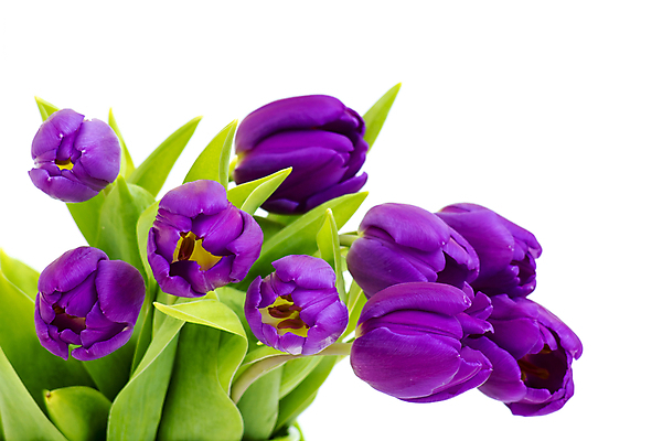 포토 JPG 해외이미지 식물 계절 꽃잎 꽃 꽃다발 백그라운드 잎 꽃무늬 발렌타인데이 선물 사랑 사람없음 초록색 보라색 봄 튤립 벚꽃 흰색 신선 개화 다발 제비꽃 물주기 강렬 고립 카피스페이스 해외202004 해외포토 감정 컬러 무늬 모션 데이이벤트 공백 파일형식 이미지허브