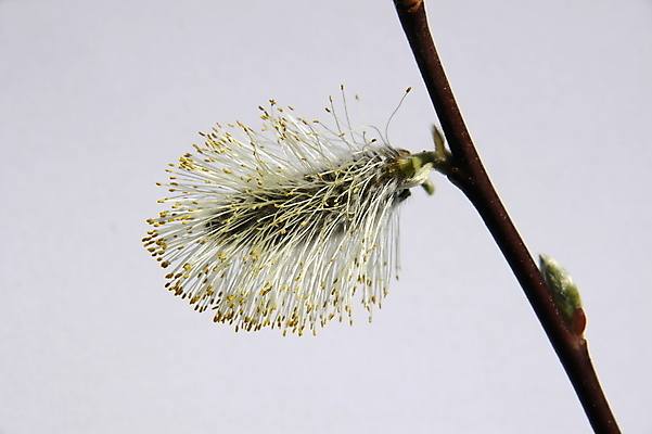 포토 JPG 해외이미지 나무 꽃 사람없음 노란색 봄 닫기 버드나무 꽃가루 알레르기 해외202004 해외포토 식물 계절 컬러 모션 질병 가루 파일형식 이미지허브