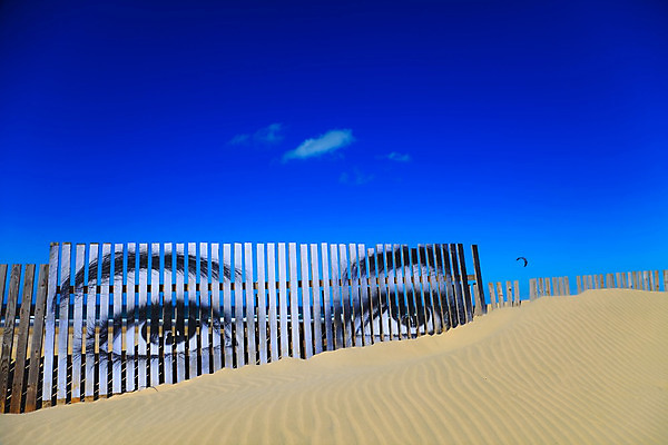 포토 JPG 해외이미지 계절 모래 파도 여행 패턴 자연 하늘 건조 풍경 사람없음 야외 목재 여름 파란색 햇빛 노란색 활발 뜨거움 모래언덕 질감 수평선 해외202004 해외포토 나무 바다 컬러 컨셉 무늬 재료 태양 언덕 생태계 파일형식 이미지허브