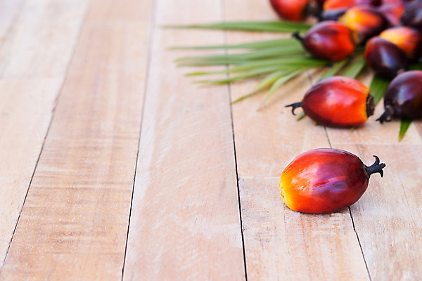 포토 JPG 해외이미지 식물 산업 아시아 음식 잎 농업 과일 교통시설 자동차 자연 손바닥 씨앗 사람없음 경제 농장 에너지 견과류 지성 수확 신선 재산 역 휘발유 다발 에코 날것 탱크 연료 가스 짐차 자원 펌프 노즐 디젤 밭일 세련 해외202004 해외포토 손 나라 육상교통 교통 금융 환경 석유 시설 생태계 파일형식 이미지허브