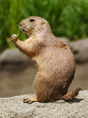 포토 JPG 해외이미지 한마리 응시 야생동물 포유류 서기 들기 사람없음 먹기 프레리도그 해외202004 해외포토 동물 1 시선 모션 파일형식 이미지허브
