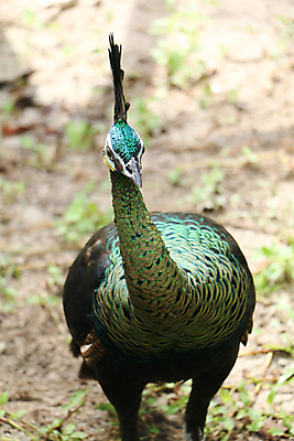포토 JPG 해외이미지 나무 동물 1 야생동물 백그라운드 잎 오렌지 노래 자연 조류 휴식 종류 앉기 사람없음 야외 빨간색 초록색 여름 파란색 우주 봄 회색 바위 흰색 나뭇가지 공작 묘사 싱글 생물학 서식지 생태학 해외202004 해외포토 식물 계절 교육 음악 컬러 컨셉 과일 모션 돌_바위 생태계 파일형식 이미지허브