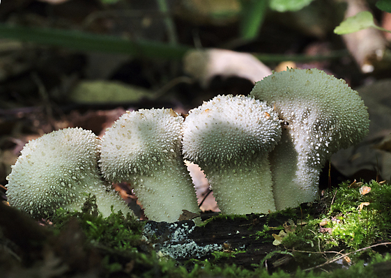 포토 JPG 해외이미지 나무 식물 계절 오렌지 자연 이끼 사람없음 야외 목재 빨간색 초록색 물 여름 갈색 노란색 버섯 젖음 성장 가을 흰색 물방울 떨어짐 숲 이슬 수분 묘사 유기농 날것 통나무 나무껍질 내추럴 곰팡이 그물버섯 캡모자 해외202004 해외포토 자연요소 모자_잡화 웰빙 컬러 컨셉 과일 재료 껍질 생태계 파일형식 이미지허브
