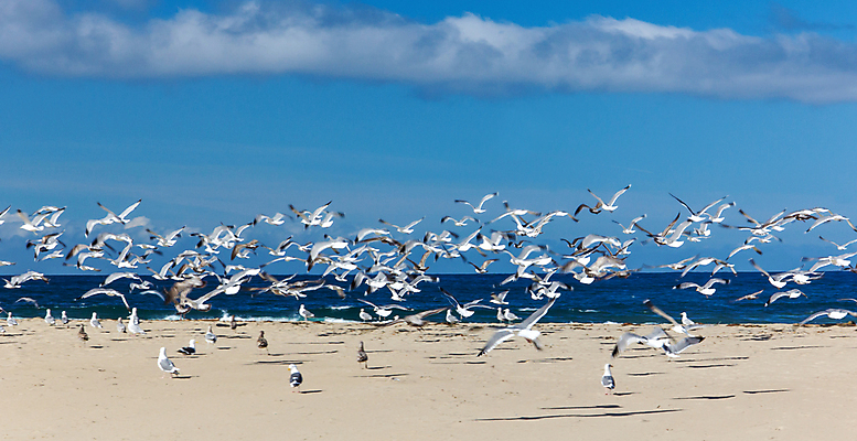 포토 JPG 해외이미지 주간 구름 해외풍경 바다 여러마리 갈매기 하늘 해변 사람없음 야외 미국 비행 캘리포니아 새떼 해외202004 해외포토 자연요소 해외 다수 북아메리카 조류 풍경 파일형식 이미지허브