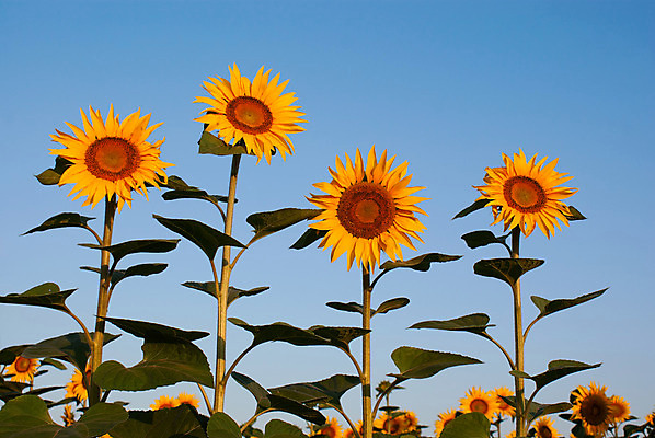 포토 JPG 해외이미지 식물 계절 꽃잎 꽃 줄기 백그라운드 농업 자연 하늘 해바라기 씨앗 사람없음 여름 파란색 노란색 머리 활발 해외202004 해외포토 산업 컬러 컨셉 신체부위 생태계 파일형식 이미지허브