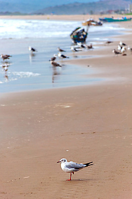 포토 JPG 해외이미지 동물 응시 야생동물 모래 파도 바다 날개 자연 갈매기 조류 날씨 풍경 사람없음 야외 물 파란색 평화 환경 자유 흰색 보트 배고픔 깃털 검색 부리 에콰도르 타운 내추럴 무료 해외202004 해외포토 자연요소 시선 컬러 컨셉 배_교통 도시 남아메리카 생태계 파일형식 이미지허브