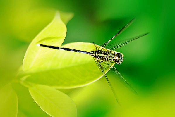 포토 JPG 해외이미지 식물 곤충 자연 사람없음 초록색 환경 다양 생태학 해외202004 해외포토 동물 교육 컬러 다수 생태계 파일형식 이미지허브