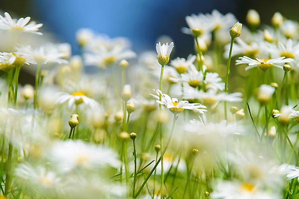 포토 JPG 해외이미지 식물 디자인 계절 공원 꽃잎 꽃 줄기 백그라운드 꽃무늬 밭 자연 건강 사람없음 야외 초록색 여름 파란색 햇빛 태양 약 노란색 정원 맑음 봄 벚꽃 흰색 시골 그룹 허브 묘사 에코 데이지 내추럴 모종 처음 캐모마일 해외202004 해외포토 자연요소 공공시설 컬러 무늬 농업 의학 날씨 환경 생태계 파일형식 이미지허브