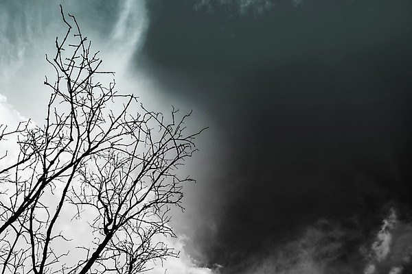 포토 JPG 해외이미지 모양 나무 식물 계절 실루엣 선 백그라운드 컨셉 잎 겨울 패턴 일러스트 자연 하늘 추상 흑백 미술 풍경 사람없음 야외 목재 장식 검은색 어둠 할로윈 슬픔 성장 흰색 나뭇가지 죽음 좌절 숲 그림 질감 내추럴 고립 엘리먼트 옛날 카피스페이스 해외202004 해외포토 감정 컬러 무늬 재료 문화예술 촬영기법 공백 생태계 파일형식 이미지허브