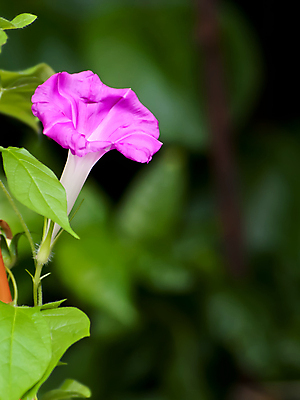 포토 JPG 해외이미지 식물 꽃 분홍색 백그라운드 잎 꽃무늬 자연 아침 사람없음 장식 초록색 성장 벚꽃 나뭇가지 개화 우아함 닫기 묘사 향기 포도나무 내추럴 해외202004 영광군 해외포토 주간 나무 컬러 컨셉 무늬 모션 과일나무 전라남도 생태계 냄새 파일형식 이미지허브