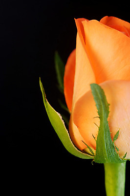 포토 JPG 해외이미지 식물 꽃 줄기 분홍색 백그라운드 사랑 사람없음 장미 검은색 개화 열정 고립 동물상 해외202004 해외포토 감정 컬러 조형물 파일형식 이미지허브