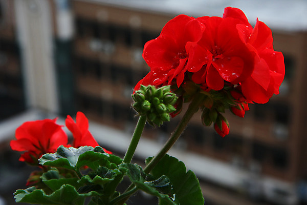포토 JPG 해외이미지 식물 꽃 백그라운드 농업 자연 사람없음 야외 빨간색 초록색 귀여움 정원 닫기 해외202004 해외포토 산업 컬러 컨셉 모션 생태계 파일형식 이미지허브