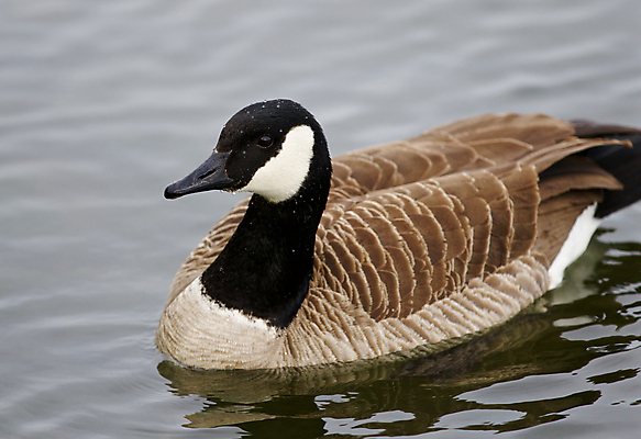 포토 JPG 해외이미지 백그라운드 캐나다 사람없음 갈색 검은색 놀람 회색 그림 거위 고립 해외202004 해외포토 감정 컬러 북아메리카 조류 표정 파일형식 이미지허브