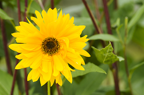 포토 JPG 해외이미지 식물 꽃잎 꽃 백그라운드 자연 해바라기 사람없음 장식 초록색 여름 태양 노란색 정원 봄 묘사 원예 해외202004 해외포토 자연요소 계절 컬러 취미 생태계 파일형식 이미지허브