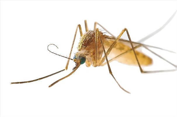 포토 JPG 해외이미지 곤충 자연 사람없음 바이러스 해충 질병 작음 묘사 흰배경 전염 고립 모기 해외202004 해외포토 동물 백그라운드 의학 흰색 벌레 크기 생태계 감염 파일형식 이미지허브