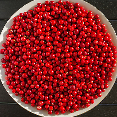 포토 JPG 해외이미지 접시 열매 음식 조각 백그라운드 다이어트 과일 부분 자연 탁자 딸기 디저트 건강 사람없음 목재 장식 빨간색 여름 빛 쿠키 케이크 빵집 흰색 신선 체리 달콤 맛 아침식사 설탕 먹기 질감 날것 흙더미 내추럴 점심식사 숙성 식용 채식주의자 해외202004 해외포토 나무 식물 식기 계절 컬러 가구 컨셉 재료 모션 상점 식사 흙 생태계 채식 파일형식 더미 이미지허브