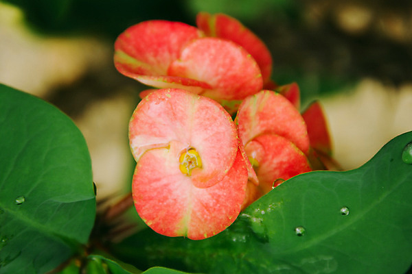 포토 JPG 해외이미지 나무 식물 공원 꽃잎 꽃 아시아 분홍색 백그라운드 잎 꽃무늬 자연 왕관 사람없음 빨간색 초록색 정원 봄 벚꽃 흰색 신선 개화 내추럴 해외202004 해외포토 계절 공공시설 나라 컬러 무늬 생태계 파일형식 이미지허브