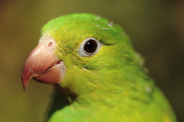 포토 JPG 해외이미지 야생동물 자연 조류 사람없음 초록색 투표 깃털 부리 앵무새 아마존 잉꼬 해외202004 해외포토 동물 컬러 선거 생태계 파일형식 이미지허브