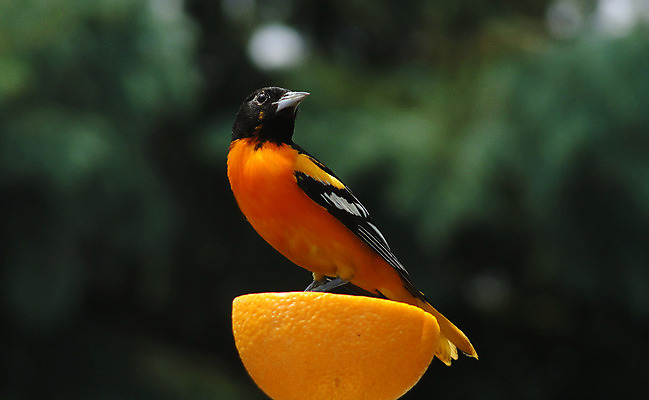 포토 JPG 해외이미지 나무 동물 남자 야생동물 날개 오렌지 자연 조류 사람없음 깃털 북쪽 수유 해외202004 해외포토 식물 과일 사람 방향 생태계 파일형식 이미지허브