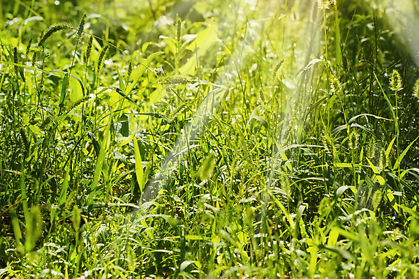 포토 JPG 해외이미지 식물 줄기 백그라운드 잎 밭 자연 잔디 사람없음 여름 일출 시골 떨어짐 이슬 질감 귀 스파이크 해외202004 해외포토 계절 컨셉 농업 신체부위 노을 생태계 파일형식 이미지허브