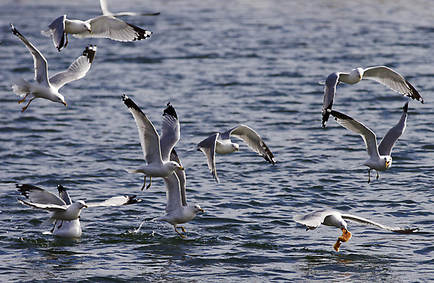 포토 JPG 해외이미지 감정 호수 음식 백그라운드 캐나다 날개 갈매기 조류 하늘 사람없음 물 노란색 검은색 놀람 회색 흰색 자신감 그룹 닫기 그림 싸움 고립 쉬운 많음 해외202004 해외포토 자연요소 동물 컬러 컨셉 북아메리카 모션 표정 파일형식 이미지허브