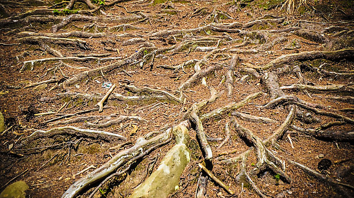 포토 JPG 해외이미지 나무 식물 지구 얼굴 여행 백그라운드 잎 밭 농업 오렌지 자연 벽지 미술 풍경 사람없음 목재 빨간색 초록색 여름 빛 갈색 노란색 환경 정원 흙 봄 성장 나뭇가지 숲 묘사 유기농 질감 뿌리 먼지 진흙 내추럴 그런지 땅바닥 생태학 옛날 해외202004 해외포토 웰빙 계절 교육 산업 컬러 과일 재료 문화예술 바닥 신체부위 생태계 파일형식 이미지허브