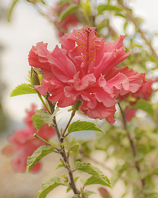 포토 JPG 해외이미지 주간 잎 자연 사람없음 야외 빨간색 나뭇가지 히비스커스 해외202004 해외포토 자연요소 나무 식물 꽃 컬러 생태계 파일형식 이미지허브