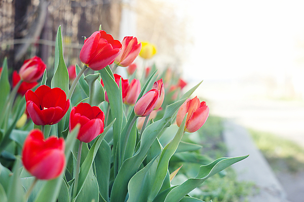 포토 JPG 해외이미지 식물 1 계절 공원 꽃잎 꽃 줄기 분홍색 백그라운드 잎 꽃무늬 밭 전구 자연 부활절 사람없음 장식 빨간색 초록색 여름 빛 컬러풀 노란색 새싹 정원 맑음 보라색 봄 튤립 벚꽃 흰색 신선 오픈 네덜란드 원예 화단 내추럴 해외202004 해외포토 공공시설 기념일 유럽 컬러 무늬 농업 날씨 취미 생태계 파일형식 이미지허브