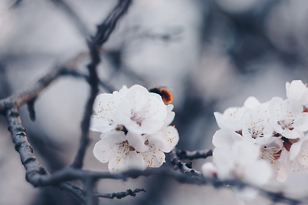 포토 JPG 해외이미지 주간 근접촬영 사람없음 야외 아웃포커스 봄 벚꽃 나뭇가지 해외202004 해외포토 자연요소 나무 계절 꽃 뷰포인트 촬영기법 파일형식 이미지허브