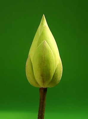 포토 JPG 해외이미지 식물 전통 디자인 공원 꽃잎 꽃 아시아 호수 분홍색 백그라운드 컨셉 잎 꽃무늬 불교 자연 벽지 휴식 연꽃 동양인 풍경 사람없음 초록색 물 여름 환경 정원 벚꽃 연못 신선 개화 닫기 맛 당구 심볼 순수 아로마 내추럴 스타일 정확 해외202004 해외포토 자연요소 계절 공공시설 나라 종교 컬러 무늬 모션 인종 구기 생태계 파일형식 이미지허브