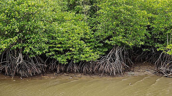 포토 JPG 해외이미지 나무 식물 공원 여행 백그라운드 잎 태국 자연 휴가 풍경 사람없음 야외 초록색 물 여름 파란색 강 반사 맑음 침묵 봄 신선 개울 숲 큼 뿌리 내추럴 터키석 해외202004 해외포토 자연요소 계절 공공시설 아시아 컬러 날씨 소리 크기 보석 생태계 파일형식 이미지허브