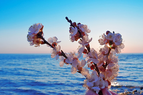 포토 JPG 해외이미지 나무 식물 계절 공원 꽃 바다 분홍색 백그라운드 꽃무늬 자연 하늘 새해 이벤트 사람없음 물 파란색 정원 일본 맑음 축제 봄 벚꽃 흰색 나뭇가지 신선 시간 개화 체리 4월 내추럴 고립 수평선 해외202004 해외포토 자연요소 공공시설 아시아 컬러 무늬 과일 날씨 날짜 생태계 파일형식 이미지허브