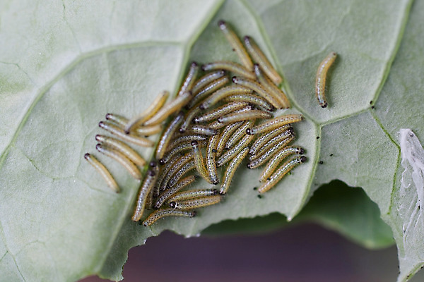 포토 JPG 해외이미지 나비 잎 자연 사람없음 해충 원예 통과 동물상 해외202004 해외포토 식물 곤충 취미 조형물 벌레 생태계 파일형식 이미지허브