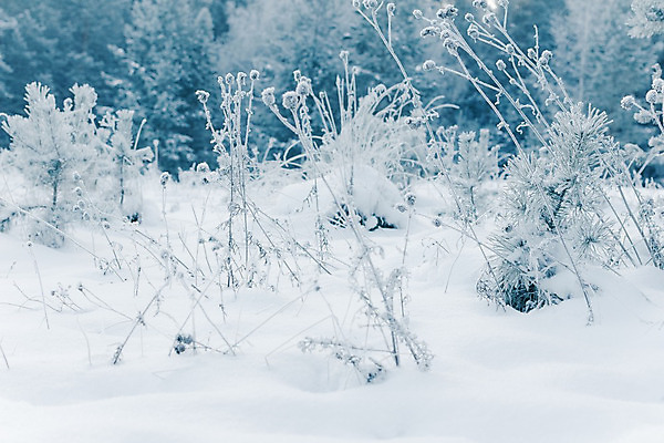포토 JPG 해외이미지 계절 백그라운드 크리스마스 겨울 동화 추상 휴가 새해 크리스마스카드 미술 풍경 사람없음 야외 얼음 추위 백발 흰색 나뭇가지 즐거움 흰배경 질감 서리 해피뉴이어 겨울풍경 해외202004 해외포토 자연요소 나무 헤어스타일 기념일 감정 컬러 무늬 문화예술 카드_감사 새해인사 파일형식 이미지허브
