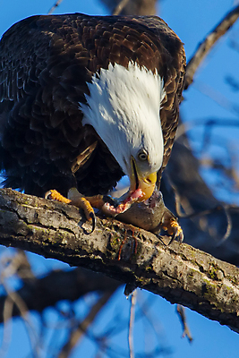 포토 JPG 해외이미지 주간 야생동물 사람없음 야외 먹기 독수리 흰머리독수리 해외202004 해외포토 자연요소 동물 모션 조류 파일형식 이미지허브