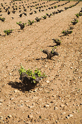 포토 JPG 해외이미지 나무 식물 구름 유럽 모래 밭 농업 자연 하늘 건조 사람없음 농작물 농장 와인 바위 스페인 땅 관목 포도나무 땅바닥 해외202004 해외포토 자연요소 나라 산업 바닥 주류 돌_바위 과일나무 생태계 파일형식 이미지허브