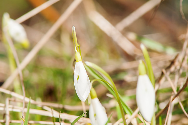 포토 JPG 해외이미지 식물 계절 꽃잎 꽃 잎 꽃무늬 밭 자연 따뜻함 텐트 사람없음 야외 목재 초록색 파란색 빛 햇빛 태양 새싹 정원 계곡 맑음 봄 벚꽃 종 흰색 신선 개울 숲 보석 내추럴 삼림지대 아네모네 취급주의 프리뮬러 헌병 해외202004 해외포토 자연요소 나무 컬러 무늬 농업 재료 날씨 캠핑도구 경고 강 군인 광석 생태계 파일형식 이미지허브