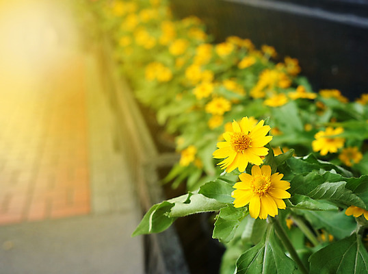 포토 JPG 해외이미지 식물 계절 꽃잎 꽃 꽃무늬 자연 사람없음 장식 빛 햇빛 태양 노란색 환경 봄 벚꽃 신선 보호 심플 해외202004 해외포토 자연요소 컬러 컨셉 무늬 생태계 파일형식 이미지허브