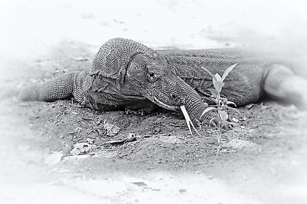 포토 JPG 해외이미지 동물 척추동물 아시아 야생동물 섬 파충류 자연 국립공원 풍경 사람없음 햇빛 걷기 모니터 검은색 흰색 용 위험 큼 도마뱀 인도네시아 육식동물 이국적 해외202004 해외포토 공원 나라 컬러 컨셉 모션 컴퓨터 태양 크기 생태계 파일형식 이미지허브