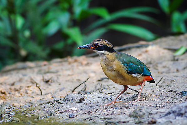 포토 JPG 해외이미지 응시 아시아 포즈 날개 청소년 태국 자연 조류 사랑 어류 사람없음 갈색 수집 슛 남쪽 땅바닥 해외202004 해외포토 동물 시선 감정 나라 컬러 바닥 사람 수중동물 방향 생태계 파일형식 이미지허브